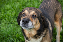 CASIMIR, Hund, Mischlingshund in Kroatien - Bild 1