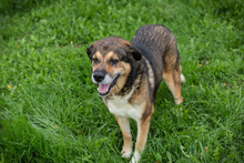 CASIMIR, Hund, Mischlingshund in Kroatien - Bild 2