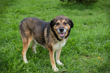 CASIMIR, Hund, Mischlingshund in Kroatien - Bild 3