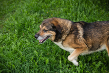 CASIMIR, Hund, Mischlingshund in Kroatien - Bild 5