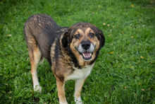 CASIMIR, Hund, Mischlingshund in Kroatien - Bild 6