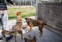 MUSKAT, Hund, Mischlingshund in Bulgarien - Bild 11