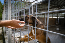 MUSKAT, Hund, Mischlingshund in Bulgarien - Bild 12