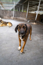 MUSKAT, Hund, Mischlingshund in Bulgarien - Bild 14