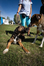 MUSKAT, Hund, Mischlingshund in Bulgarien - Bild 4