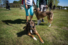 MUSKAT, Hund, Mischlingshund in Bulgarien - Bild 5