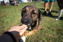 MUSKAT, Hund, Mischlingshund in Bulgarien - Bild 6