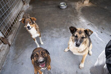 MUSKAT, Hund, Mischlingshund in Bulgarien - Bild 9