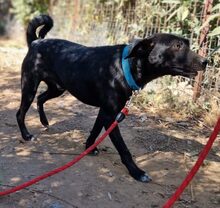 NEMO, Hund, Mischlingshund in Griechenland - Bild 2