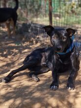 NEMO, Hund, Mischlingshund in Griechenland - Bild 3