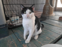 MARC, Katze, Hauskatze in Raubling