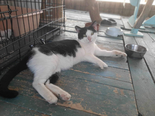 MARC, Katze, Hauskatze in Raubling - Bild 2