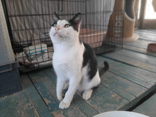 MARC, Katze, Hauskatze in Raubling - Bild 3