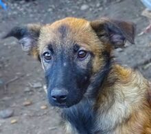 LANA, Hund, Mischlingshund in Rumänien