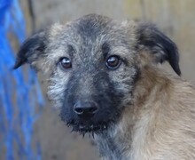 LOKI, Hund, Mischlingshund in Rumänien - Bild 1