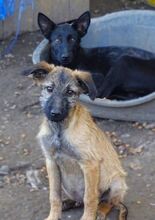 LOKI, Hund, Mischlingshund in Rumänien - Bild 10