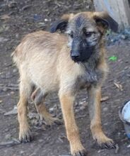 LOKI, Hund, Mischlingshund in Rumänien - Bild 2