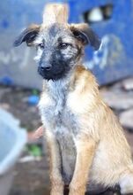 LOKI, Hund, Mischlingshund in Rumänien - Bild 3