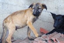 LOKI, Hund, Mischlingshund in Rumänien - Bild 4