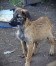 LOKI, Hund, Mischlingshund in Rumänien - Bild 8