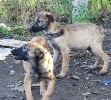 LOKI, Hund, Mischlingshund in Rumänien - Bild 9