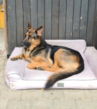 BALOO, Hund, Deutscher Schäferhund in Biberach - Bild 1