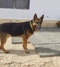 BALOO, Hund, Deutscher Schäferhund in Biberach - Bild 4