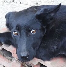 LILY, Hund, Mischlingshund in Rumänien - Bild 1