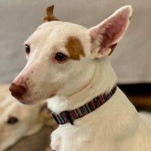 NAIROBI, Hund, Podenco-Mix in Gehrden