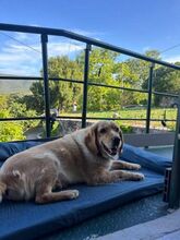 ZISIS, Hund, Mischlingshund in Griechenland - Bild 5