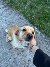 ZISIS, Hund, Mischlingshund in Griechenland - Bild 6