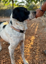 MANOUSSOS, Hund, Mischlingshund in Griechenland - Bild 2