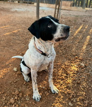 MANOUSSOS, Hund, Mischlingshund in Griechenland - Bild 3