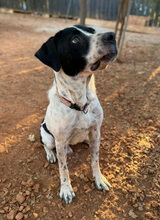 MANOUSSOS, Hund, Mischlingshund in Griechenland - Bild 5