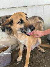 LUDWIG, Hund, Mischlingshund in Spanien - Bild 2