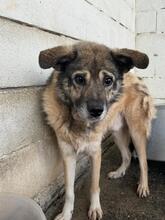 LEOPOLD, Hund, Mischlingshund in Spanien - Bild 2