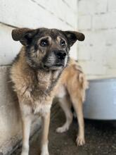 LEOPOLD, Hund, Mischlingshund in Spanien - Bild 3