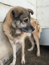 LEOPOLD, Hund, Mischlingshund in Spanien - Bild 4