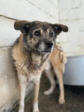 LEOPOLD, Hund, Mischlingshund in Spanien - Bild 5