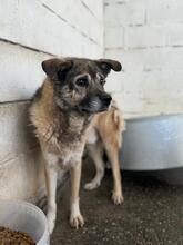 LEOPOLD, Hund, Mischlingshund in Spanien - Bild 6