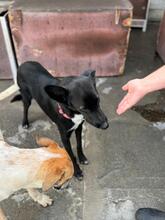 PERCIVAL, Hund, Malinois-Mix in Spanien - Bild 11