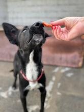 PERCIVAL, Hund, Malinois-Mix in Spanien - Bild 5