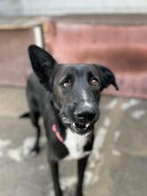 PERCIVAL, Hund, Malinois-Mix in Spanien - Bild 7