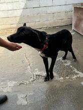 PERCIVAL, Hund, Malinois-Mix in Spanien - Bild 9