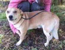 SMILEY, Hund, Mischlingshund in Slowakische Republik - Bild 2