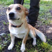 SMILEY, Hund, Mischlingshund in Slowakische Republik - Bild 4