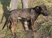 SLAVO, Hund, Mischlingshund in Slowakische Republik - Bild 2