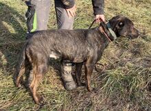 SLAVO, Hund, Mischlingshund in Slowakische Republik - Bild 7