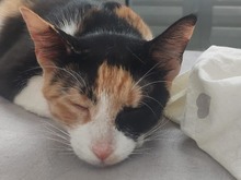 HOPE, Katze, Europäisch Kurzhaar in Zypern - Bild 3