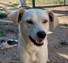 STELLAWHITE, Hund, Mischlingshund in Wiesendangen - Bild 1